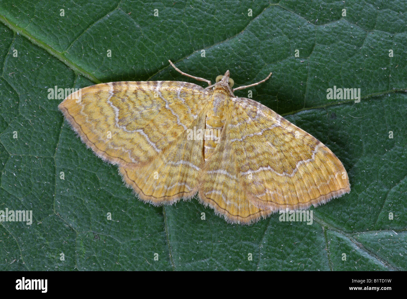 Yellow Shell Name Yellow Shell - Camptogramma bilineata Stock Photo - Alamy