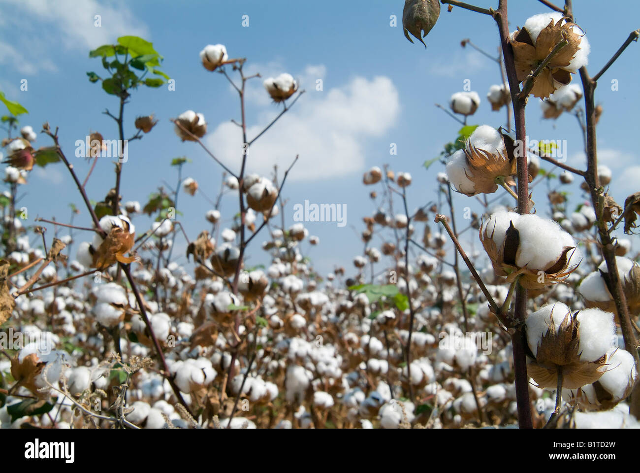 Cotton Bolls High Resolution Stock Photography and Images Alamy
