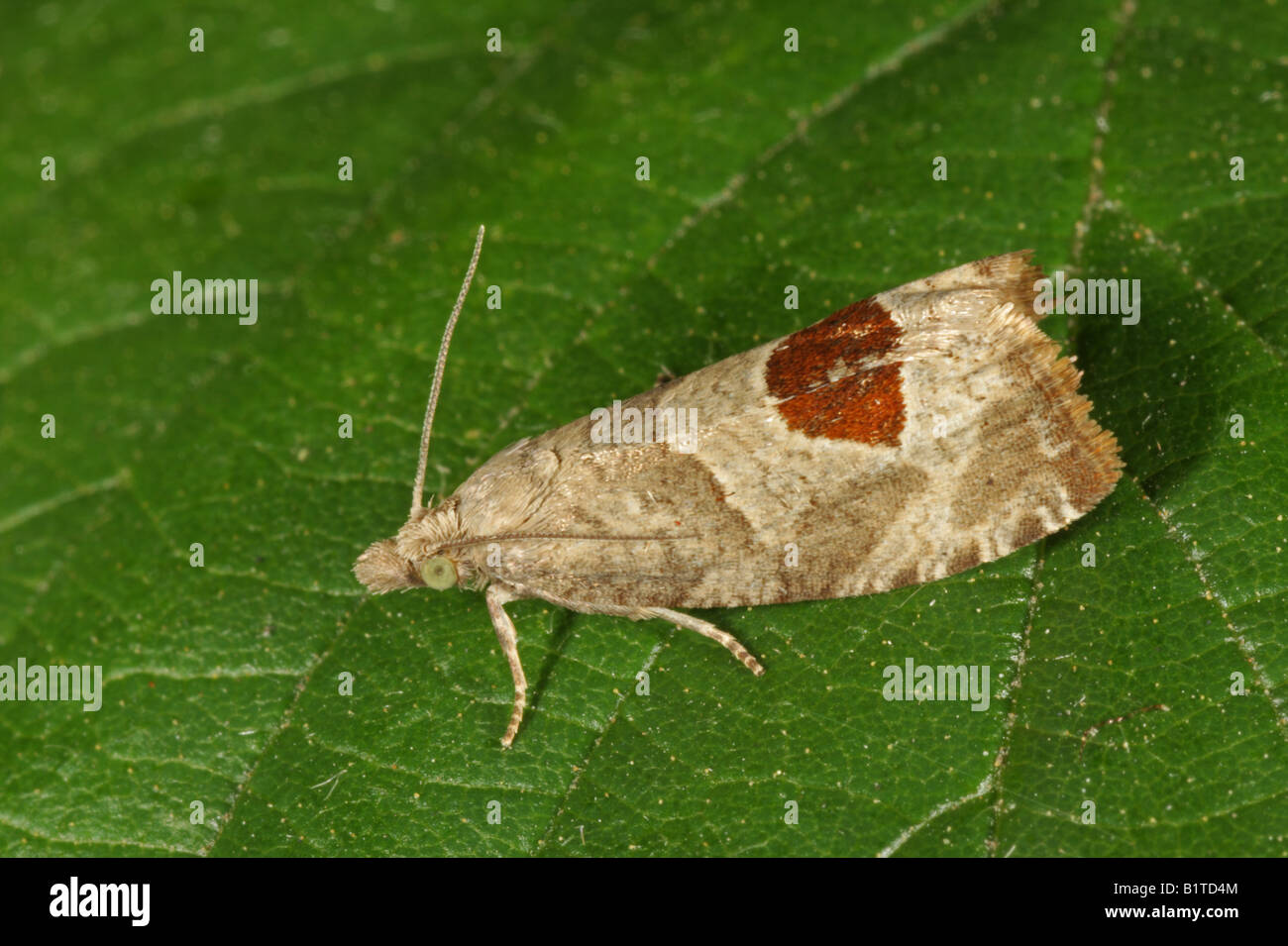 Bramble Shoot Moth - Epiblema uddmanniana Stock Photo