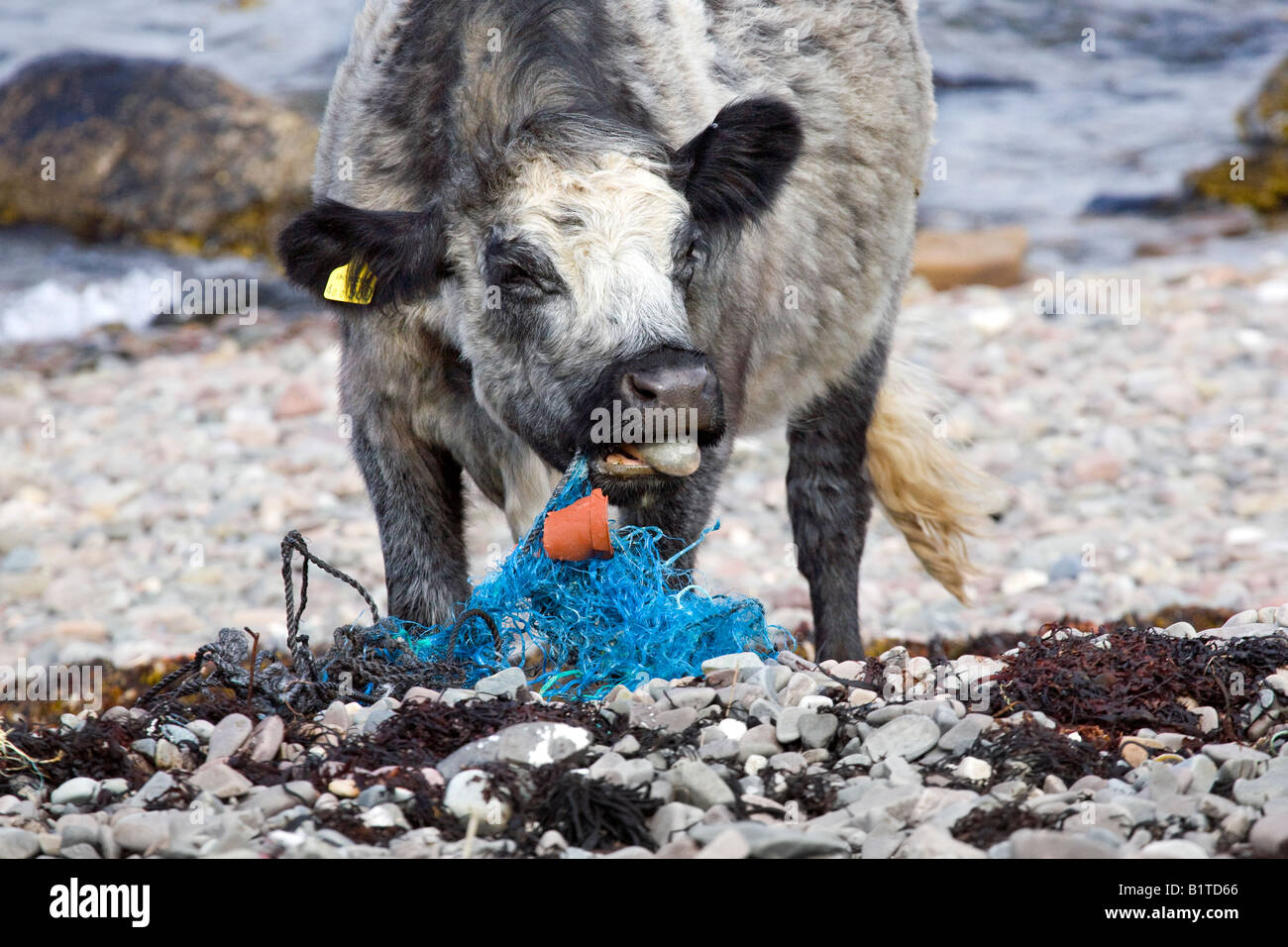 Plastic Tide, Coastal beach pollution at Ord, Loch Eishort. Cows animals eating netting, plastic bags marine litter on the Isle of Skye Scotland, UK Stock Photo