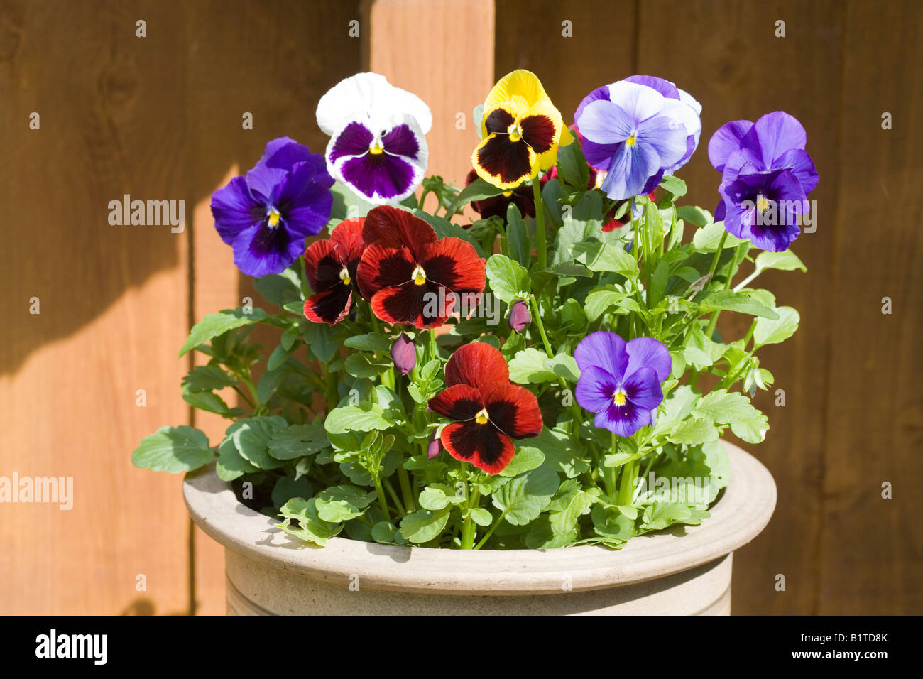Latin name is viola x wittrockiana cultivars family violaceae hires