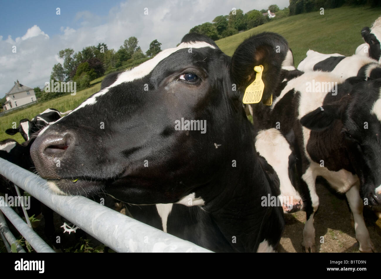 black and white friesian cows calves in field Stock Photo - Alamy