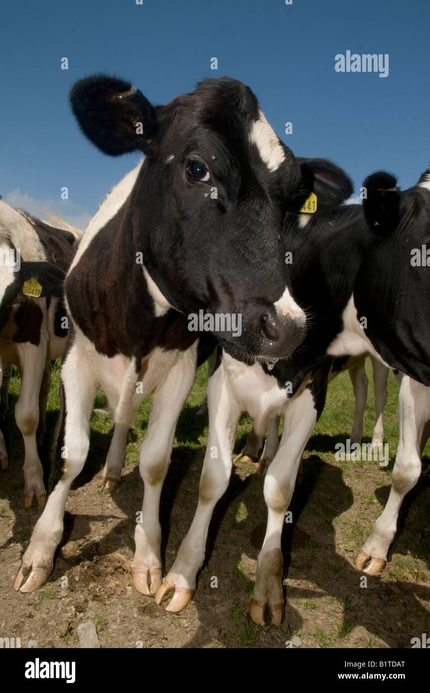 black and white friesian cows calves in field, blue sky behind Stock ...
