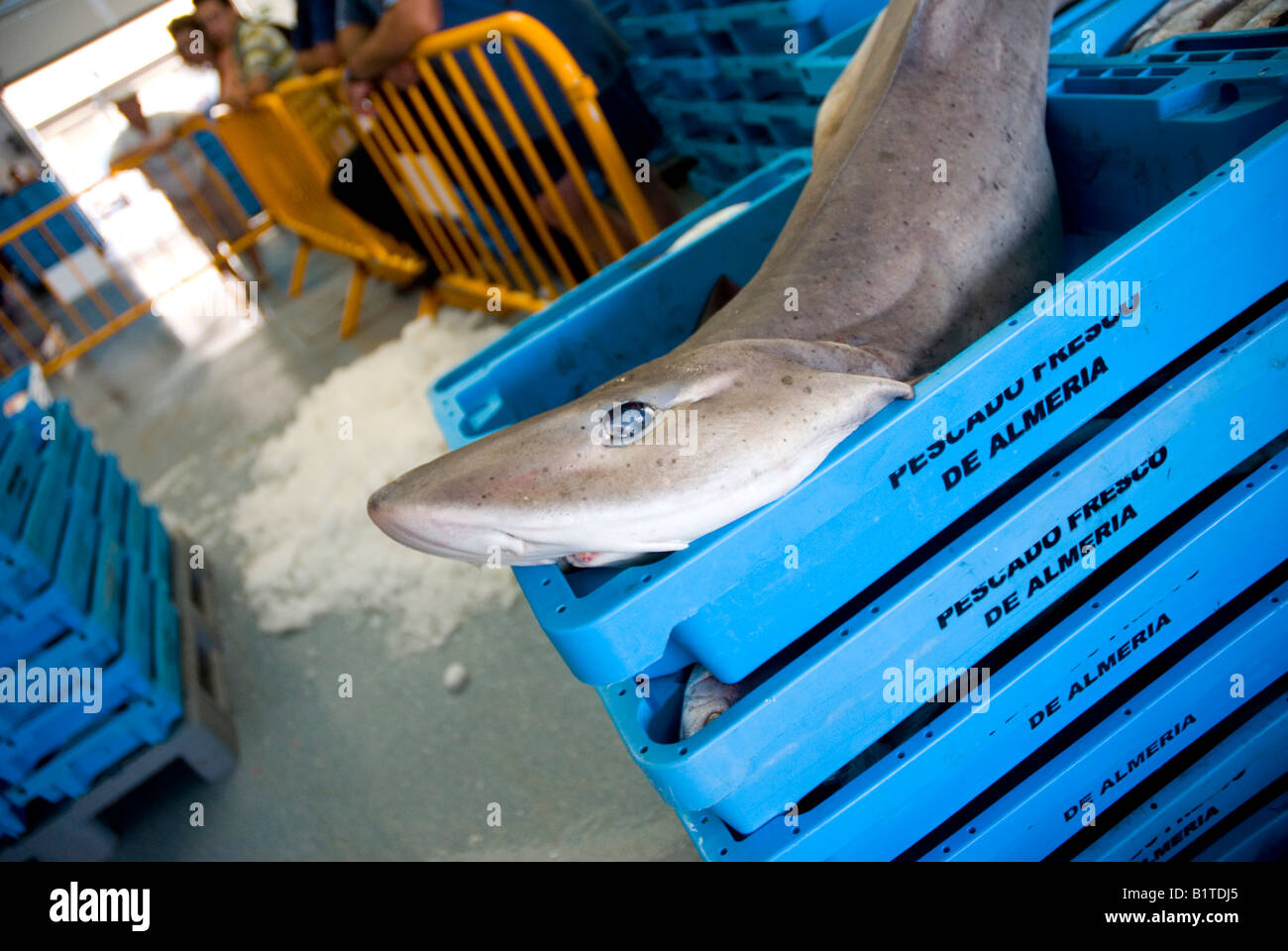 Cazon fish in the fish market ALMERIA Andalusia Spain Stock Photo