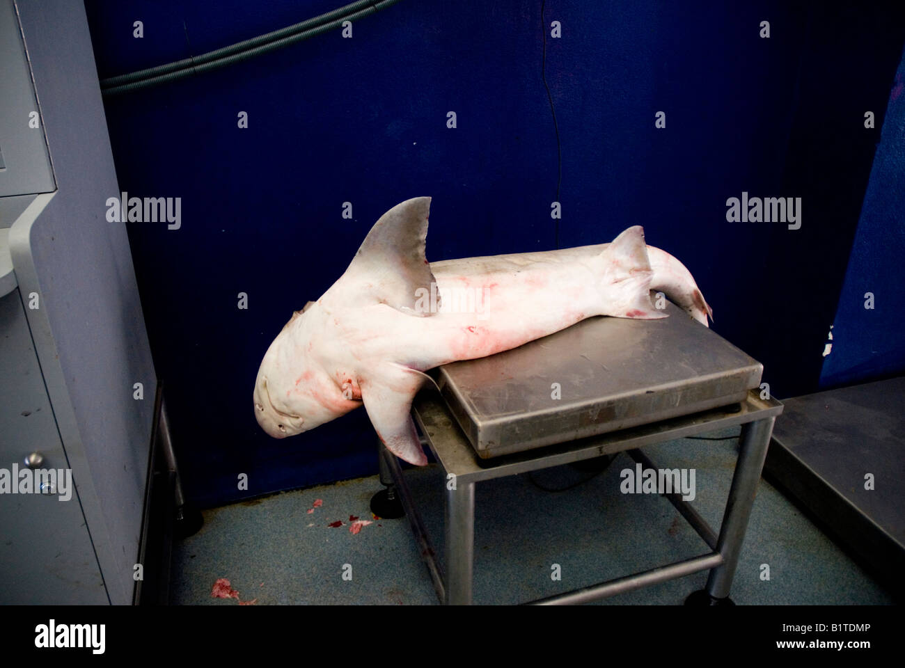 Weigh of cazon fish in the fish market ALMERIA Andalusia Spain Stock Photo