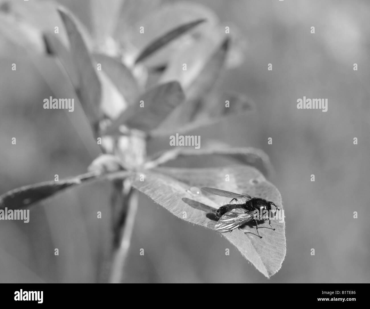 Black and white image of a fly on the leaf of a weed, with a drop of water on the leaf. Stock Photo