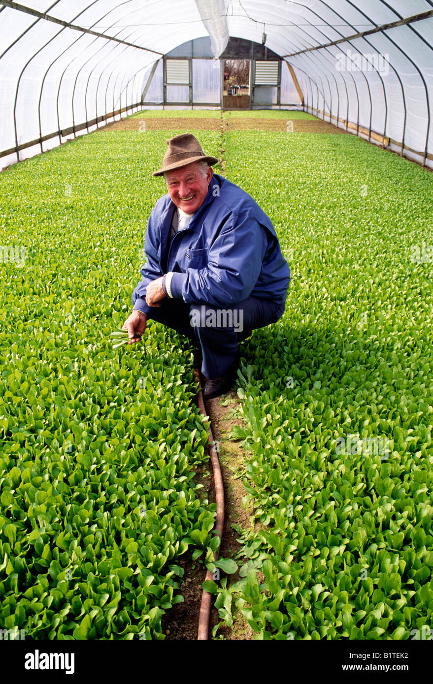 Produce auction president shows bed of romaine lettuce in NJ greenhouse Stock Photo