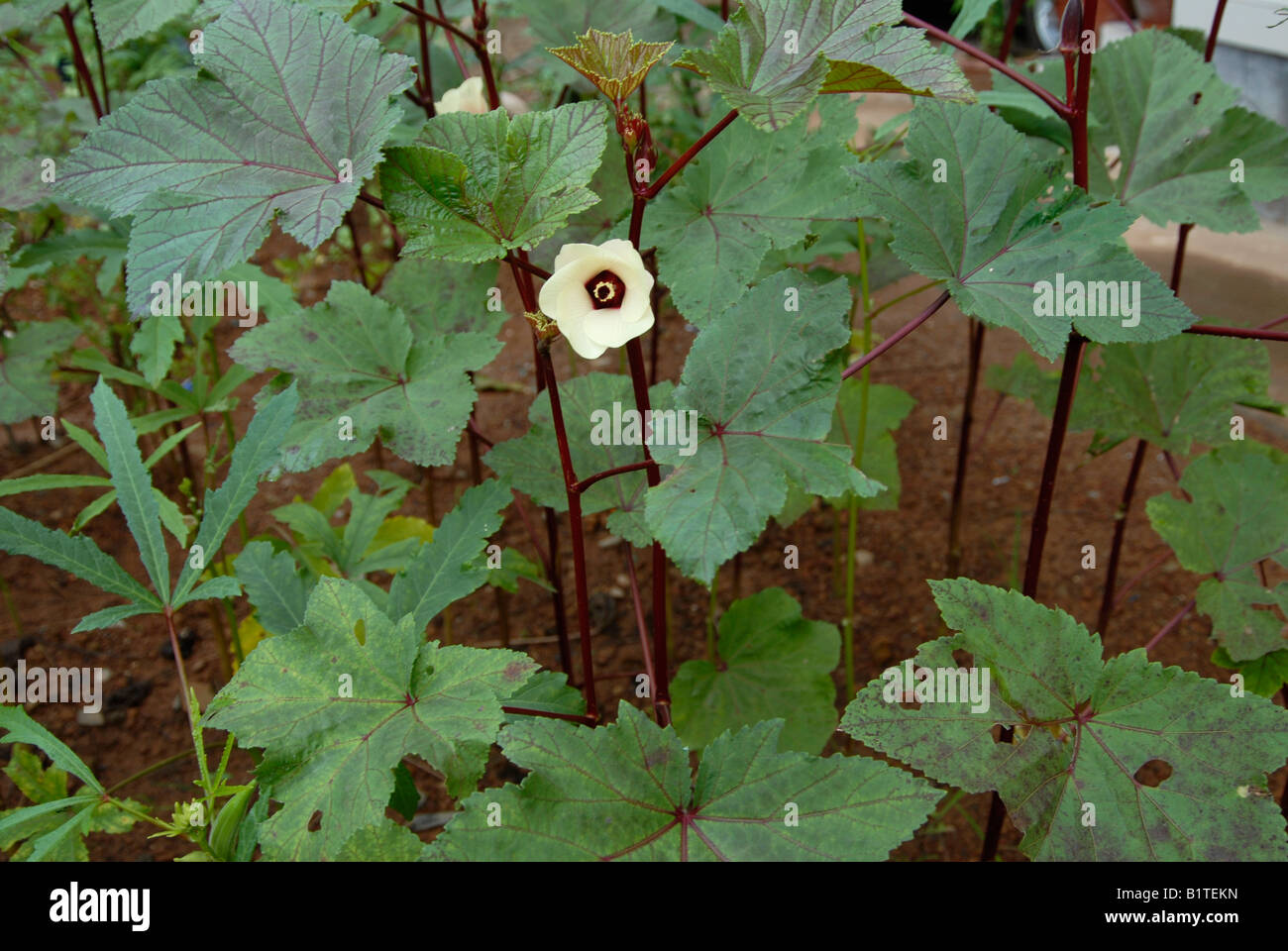 Lady finger plant Stock Photo Alamy