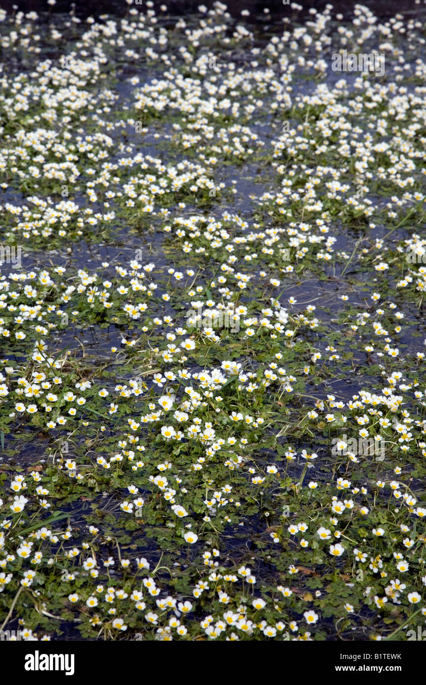 pond water crowfoot Ranunculus peltatus isles of scilly Stock Photo