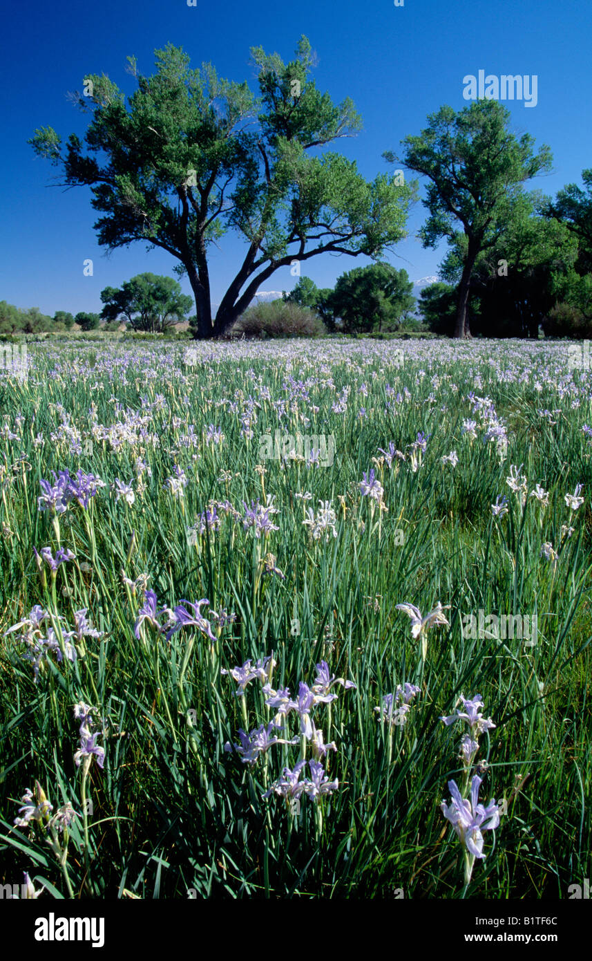 Wild Irises & Cottonwood Trees, Eastern Sierra Mountains, California