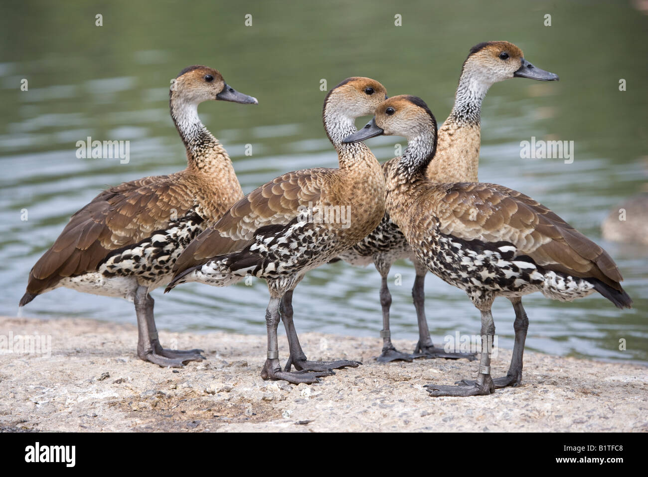 Slimbridge Wildlife and Wetlands Trust Gloucestershire Stock Photo