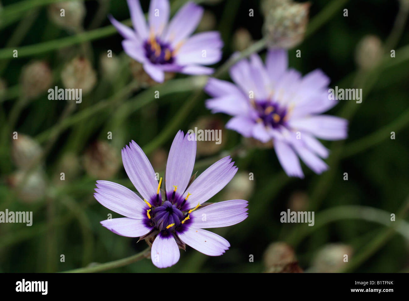 CATANACHE CAERULEA CUPIDS DART Stock Photo