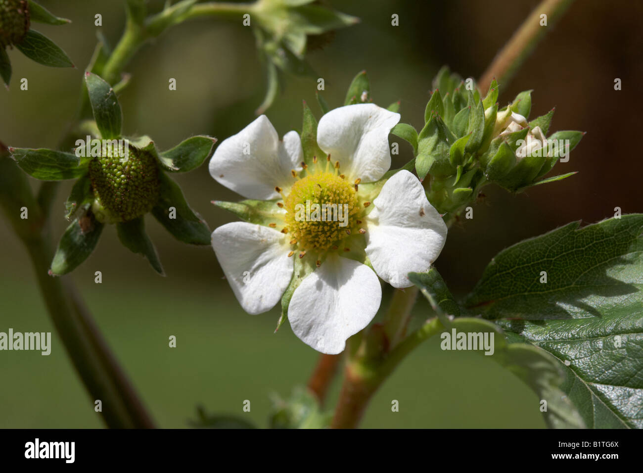 flower with unripe fruit on an elsanta strawberry plant growing from a pot in a garden , northern ireland Stock Photo