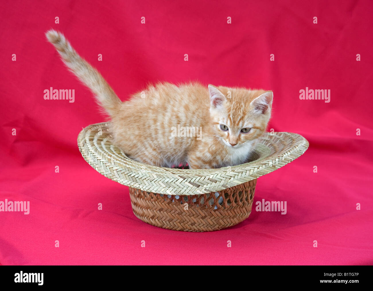 Portrait of a cute young pet kitten (cat) having fun playing in a hat