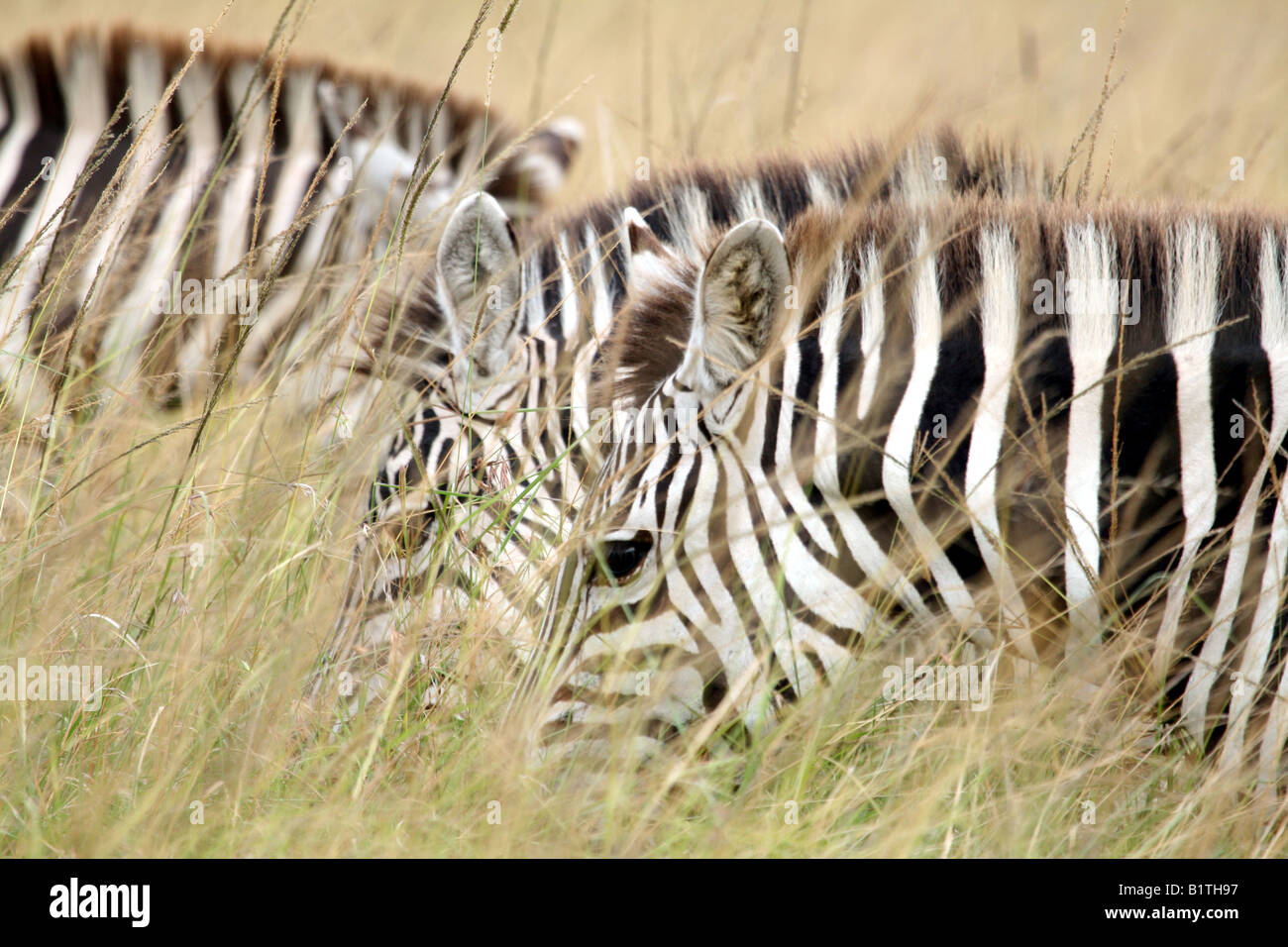 Zebras in the Grass Stock Photo