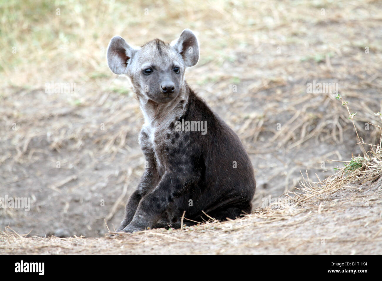 Hyena cub in the serengeti Stock Photo
