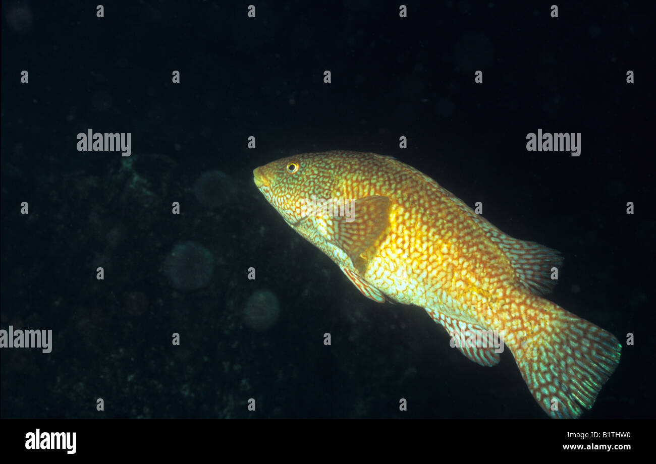Ballan wrasse hi-res stock photography and images - Alamy