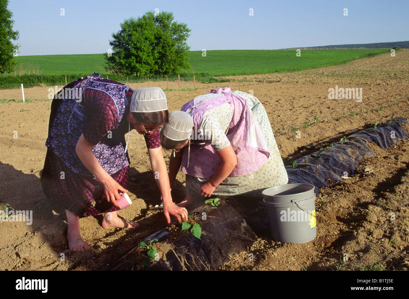 Mennonite women hires stock photography and images Alamy