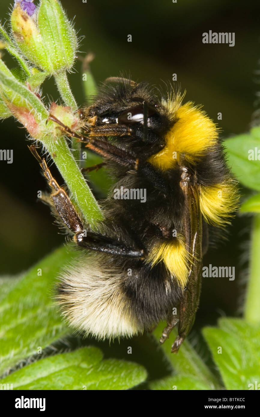 male white-tailed bumblebee (Bombus jonellus) Stock Photo