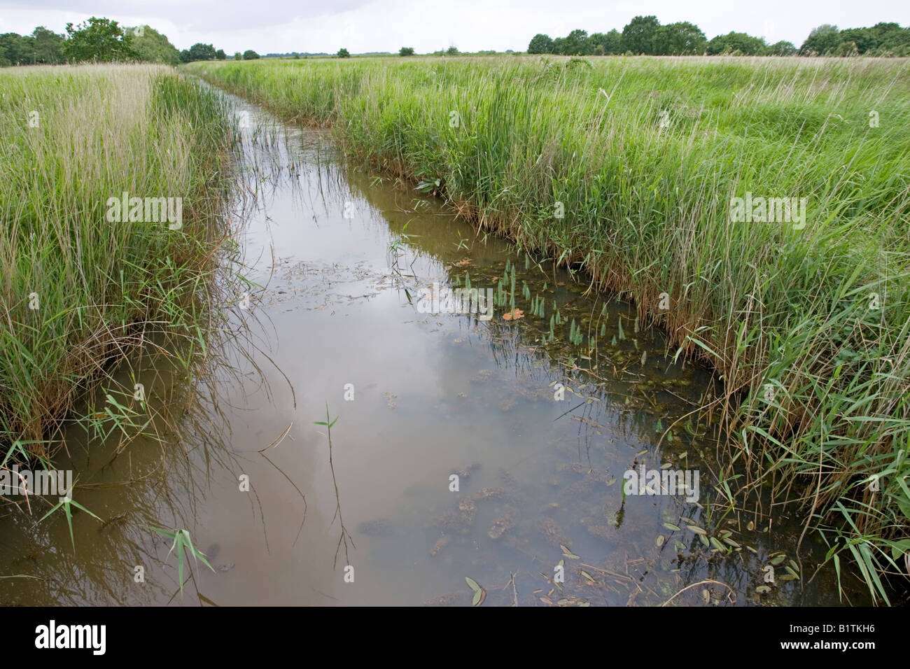 Drainage ditch in reedbeds Hickling Broad Norfolk Wildlife Trust UK Stock Photo