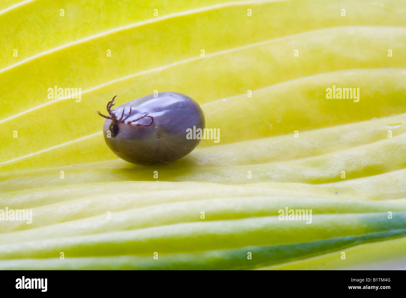 A sheep tick that fed off a pet dog These parasites will attach to
