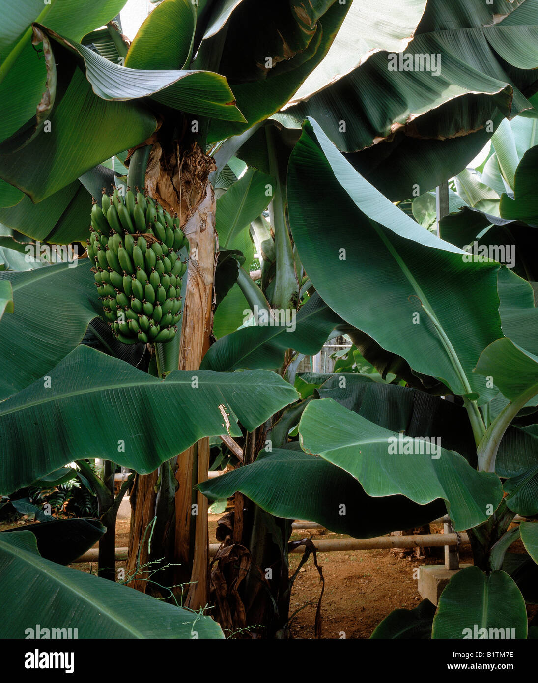 Bananas Growing in Greenhouse in Iceland Stock Photo Alamy