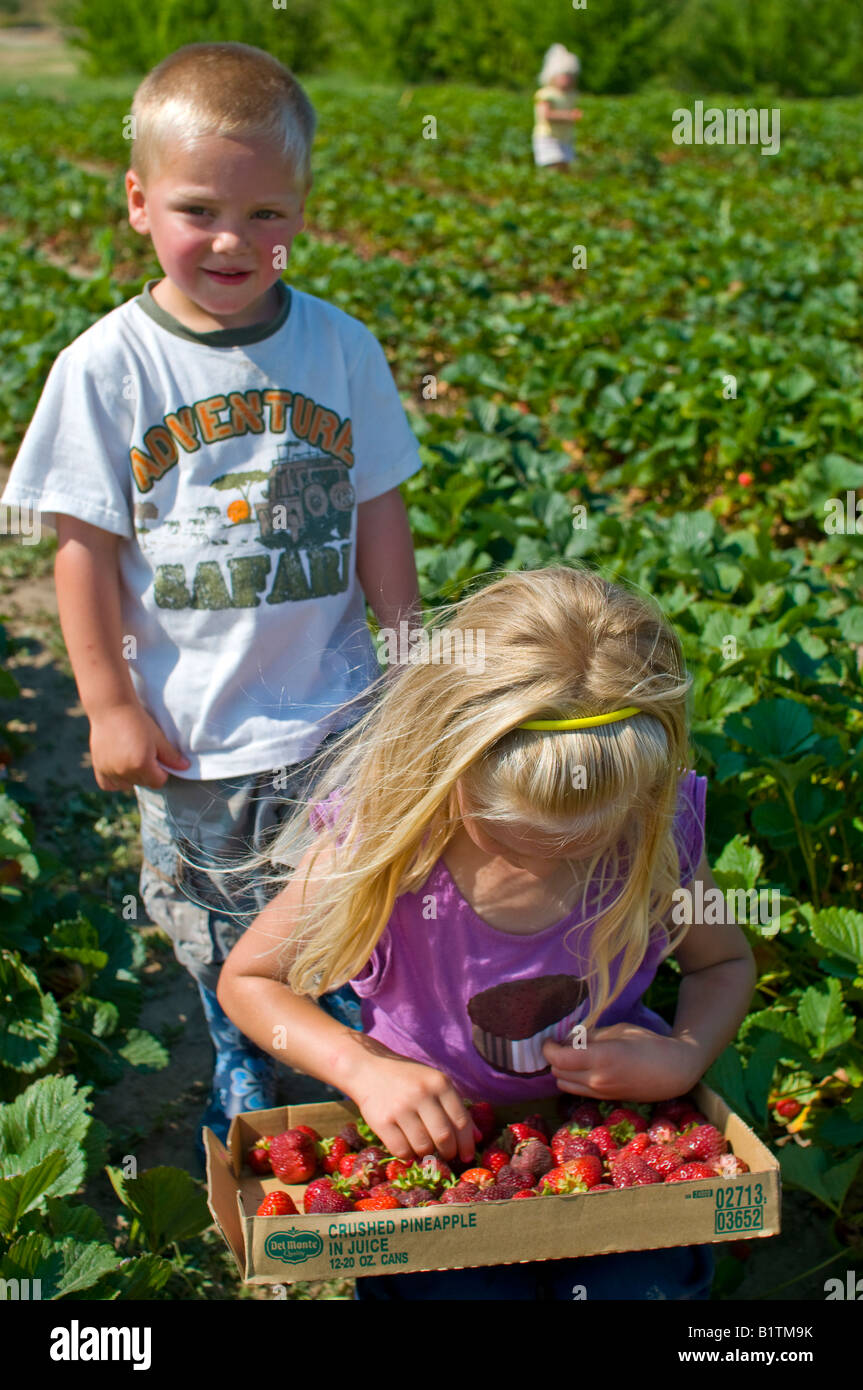 A little girl and boy picking strawberries from an organic farm Stock ...