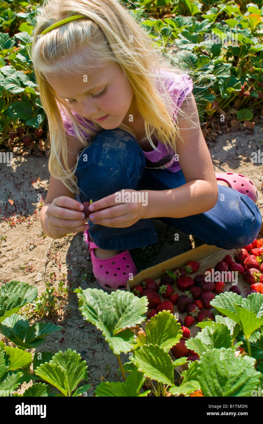 A little girl picking strawberries from an organic farm Stock Photo - Alamy