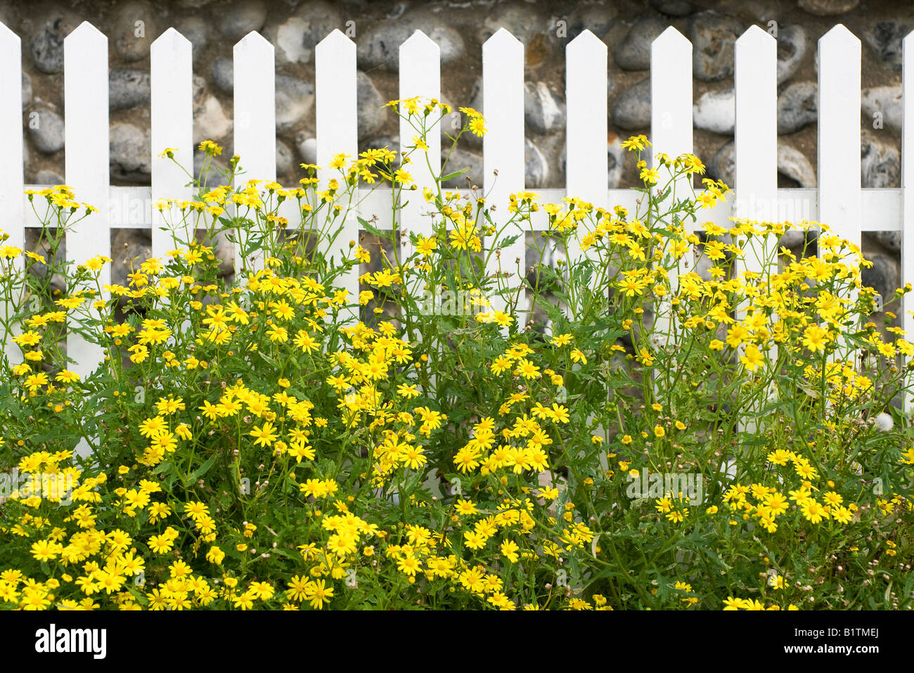 white picket fence and yellow flowers in garden Stock Photo