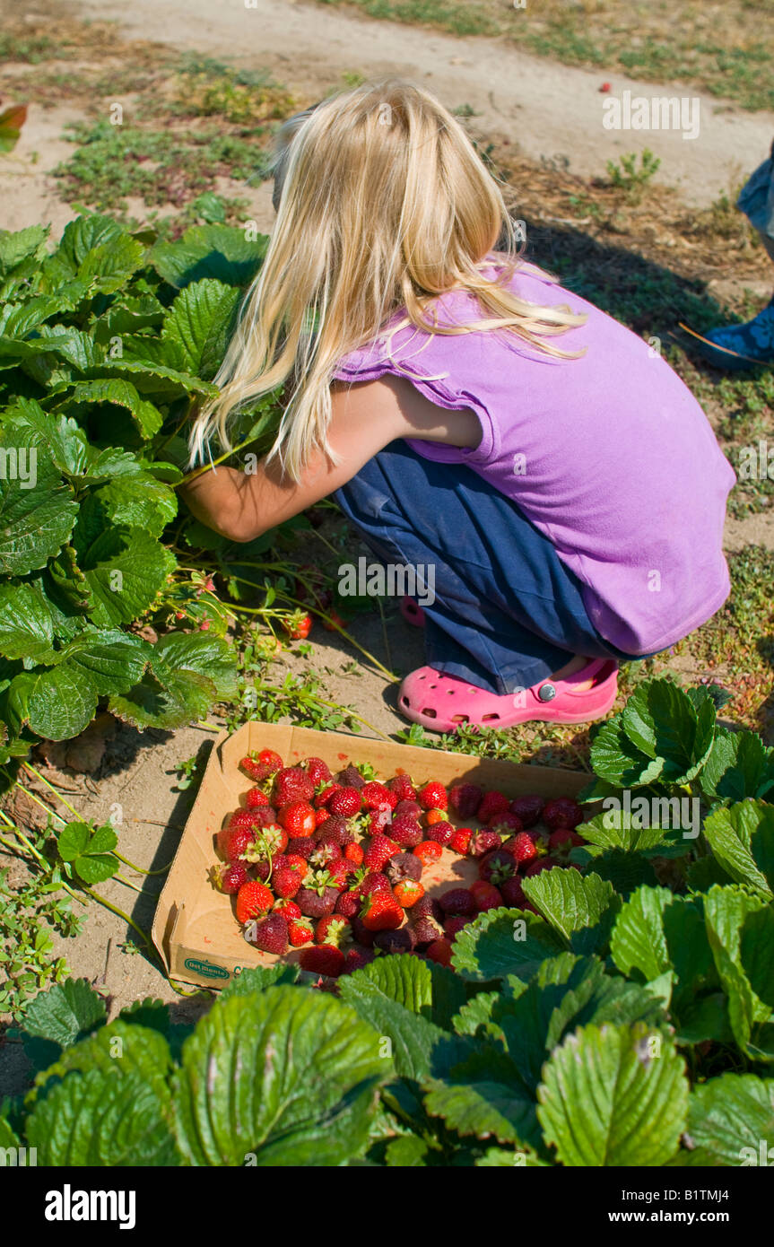 A little girl picking strawberries from an organic farm Stock Photo - Alamy