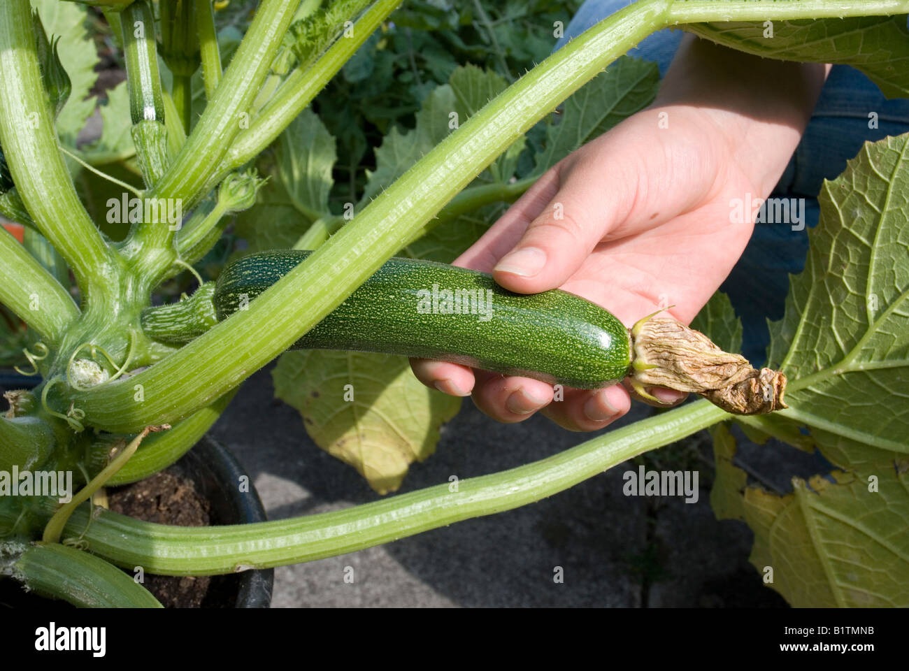 courgette being harvested from a courgette plant variety Black Beauty