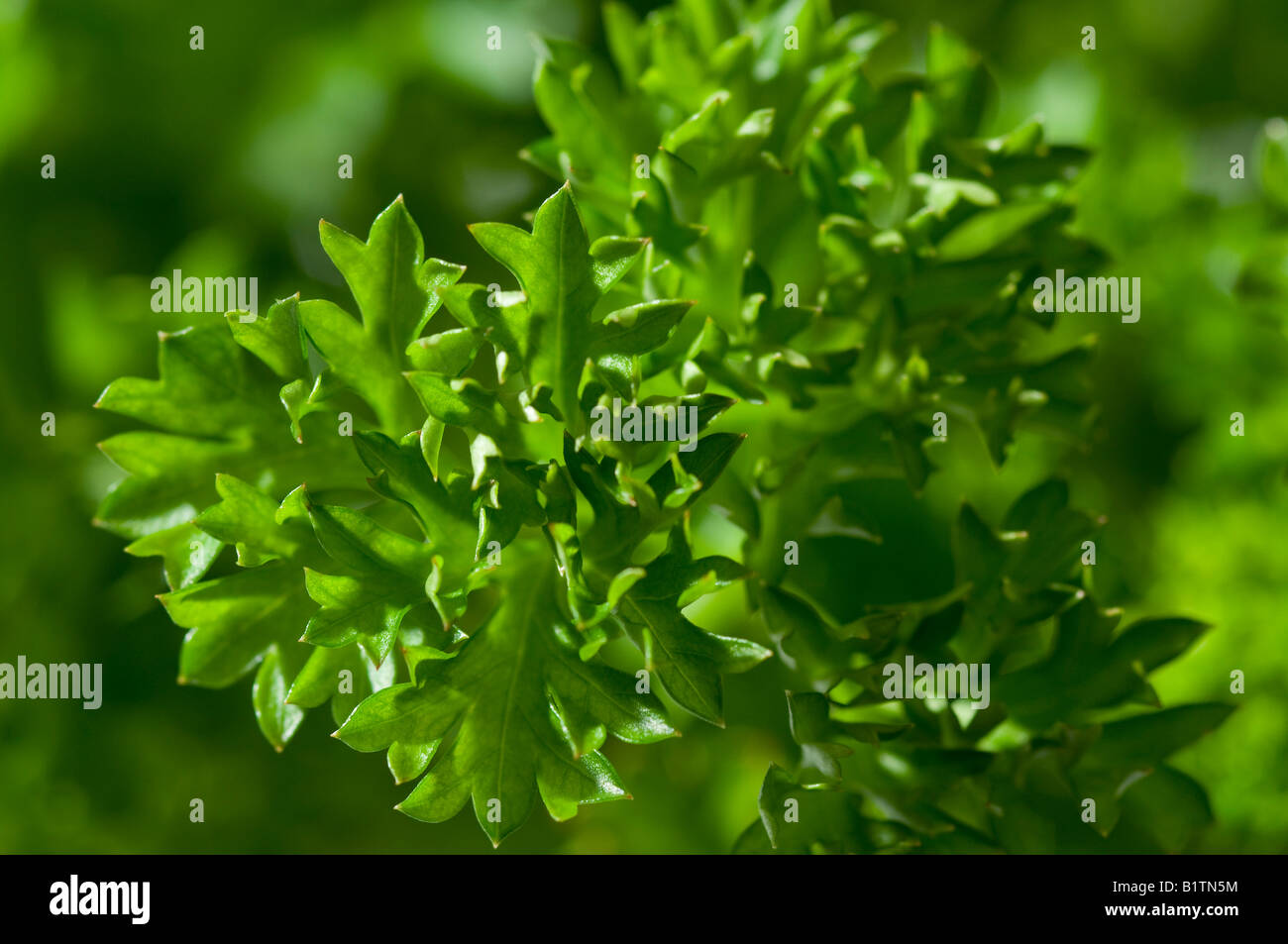 green parsley leaf Stock Photo Alamy