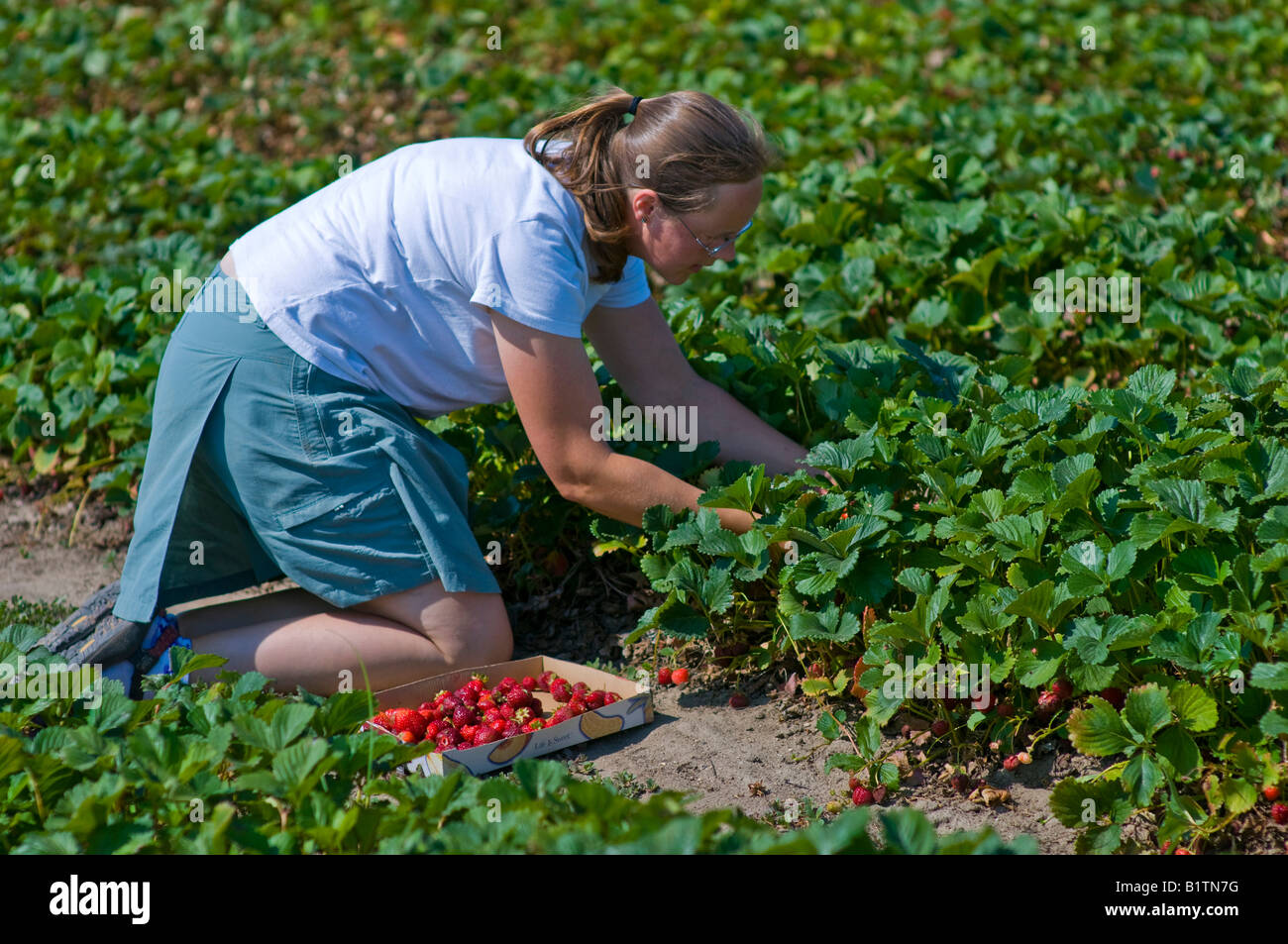 A person picks strawberries from a an organic strawberry farm in summer ...