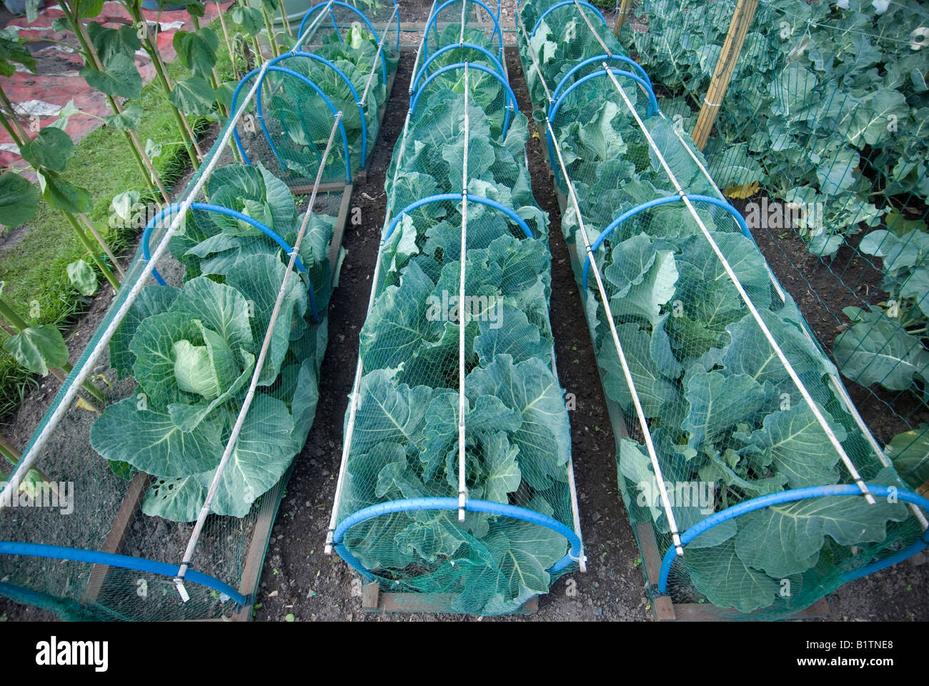 Cabbages netting hires stock photography and images Alamy