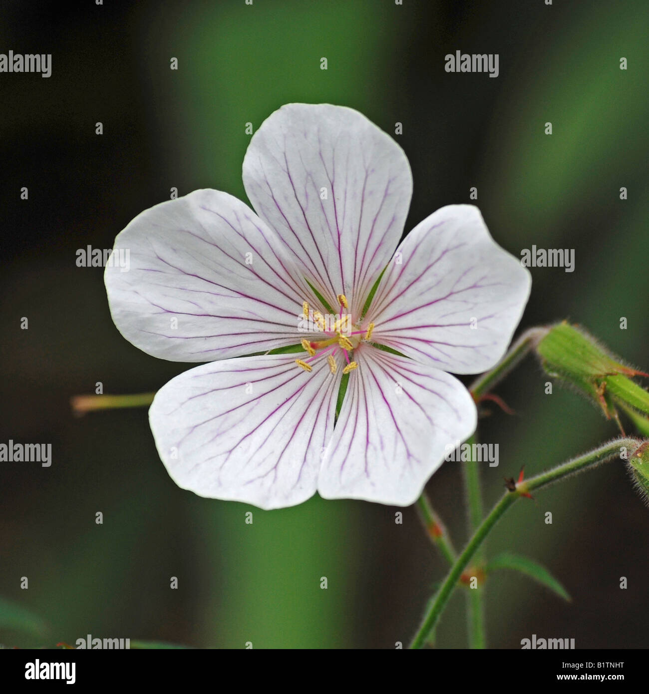 Geranium clarkei 'Kashmir White' Stock Photo