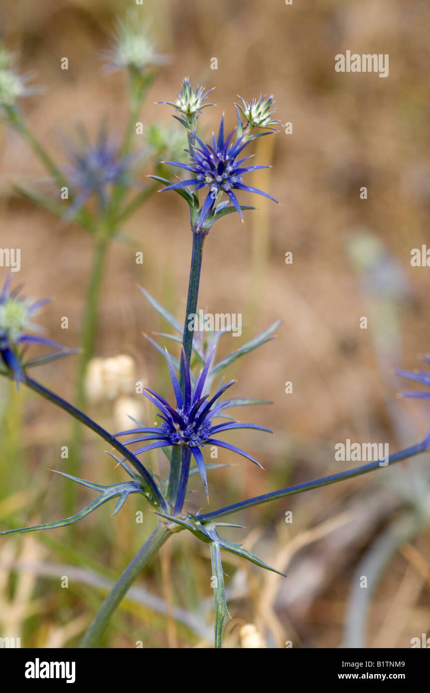 Blue devil eryngium hires stock photography and images Alamy