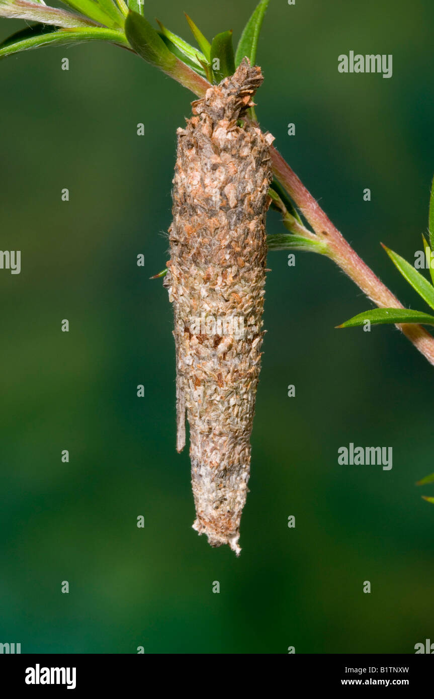 Australian case moth cocoon Stock Photo