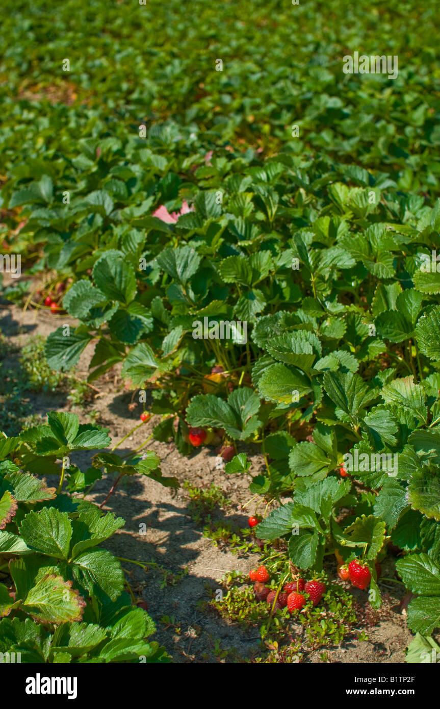 An organic strawberry farm Stock Photo Alamy