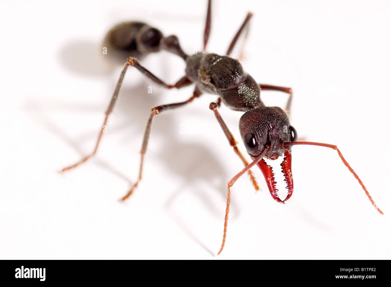 Australian bull ant Stock Photo Alamy