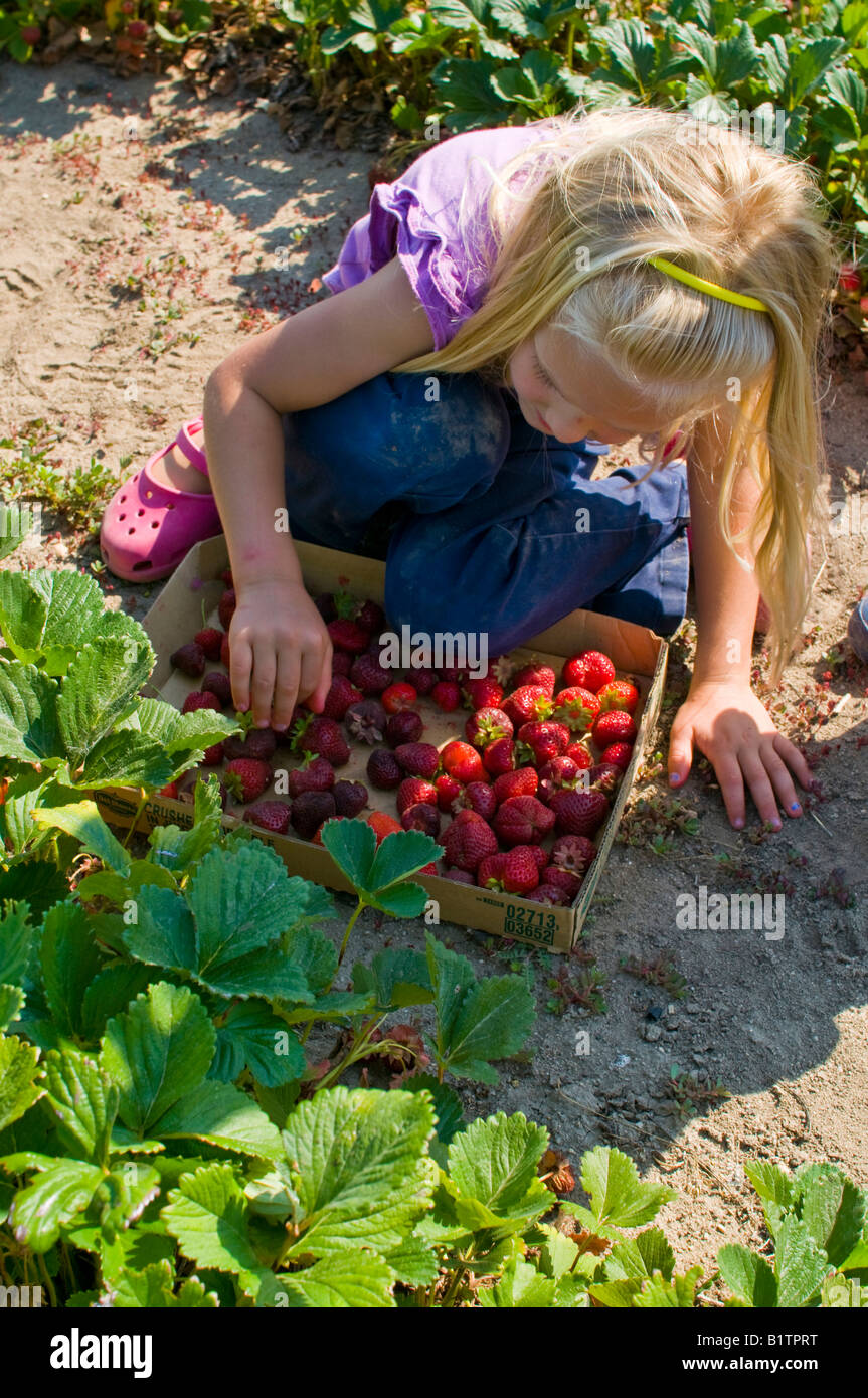 A little girl picking strawberries from an organic farm Stock Photo - Alamy