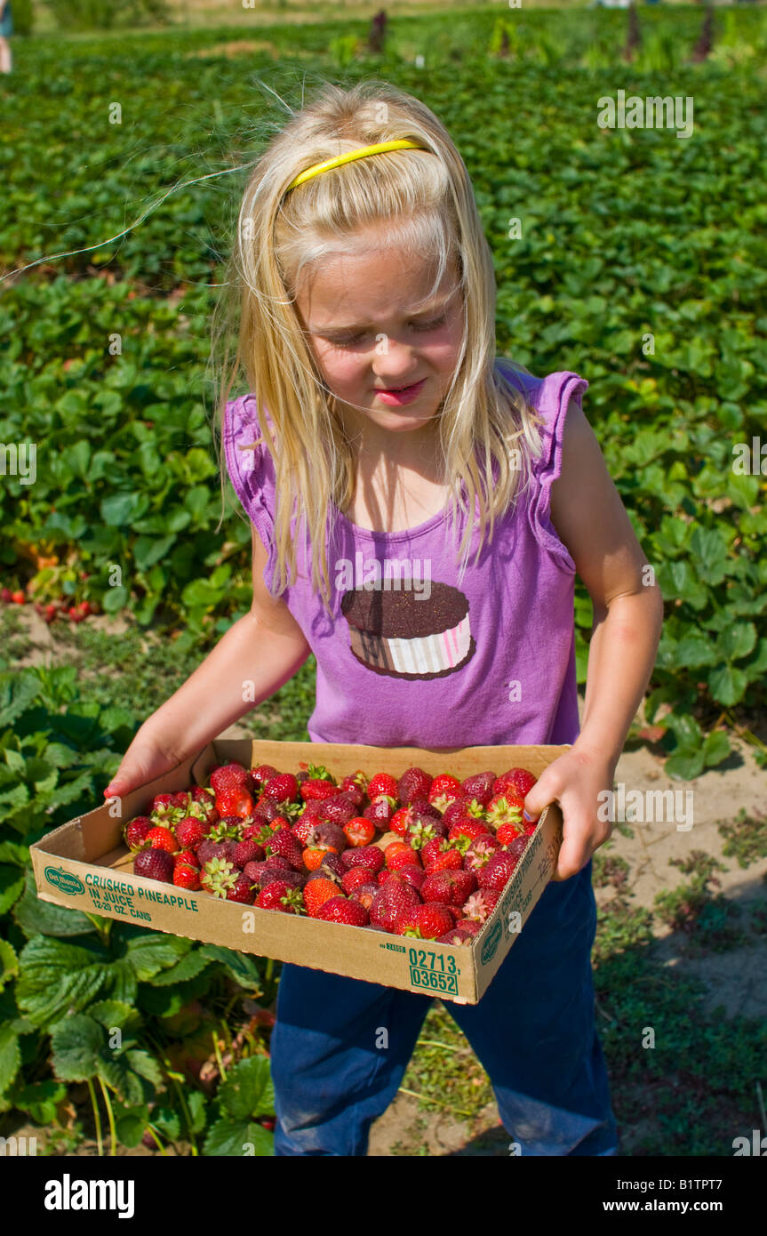 A little girl picking strawberries from an organic farm Stock Photo - Alamy