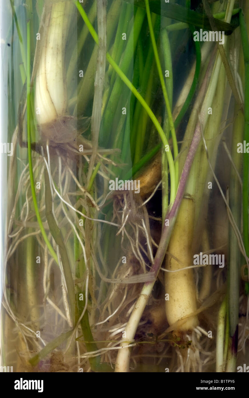 Scallions show their roots in water Stock Photo
