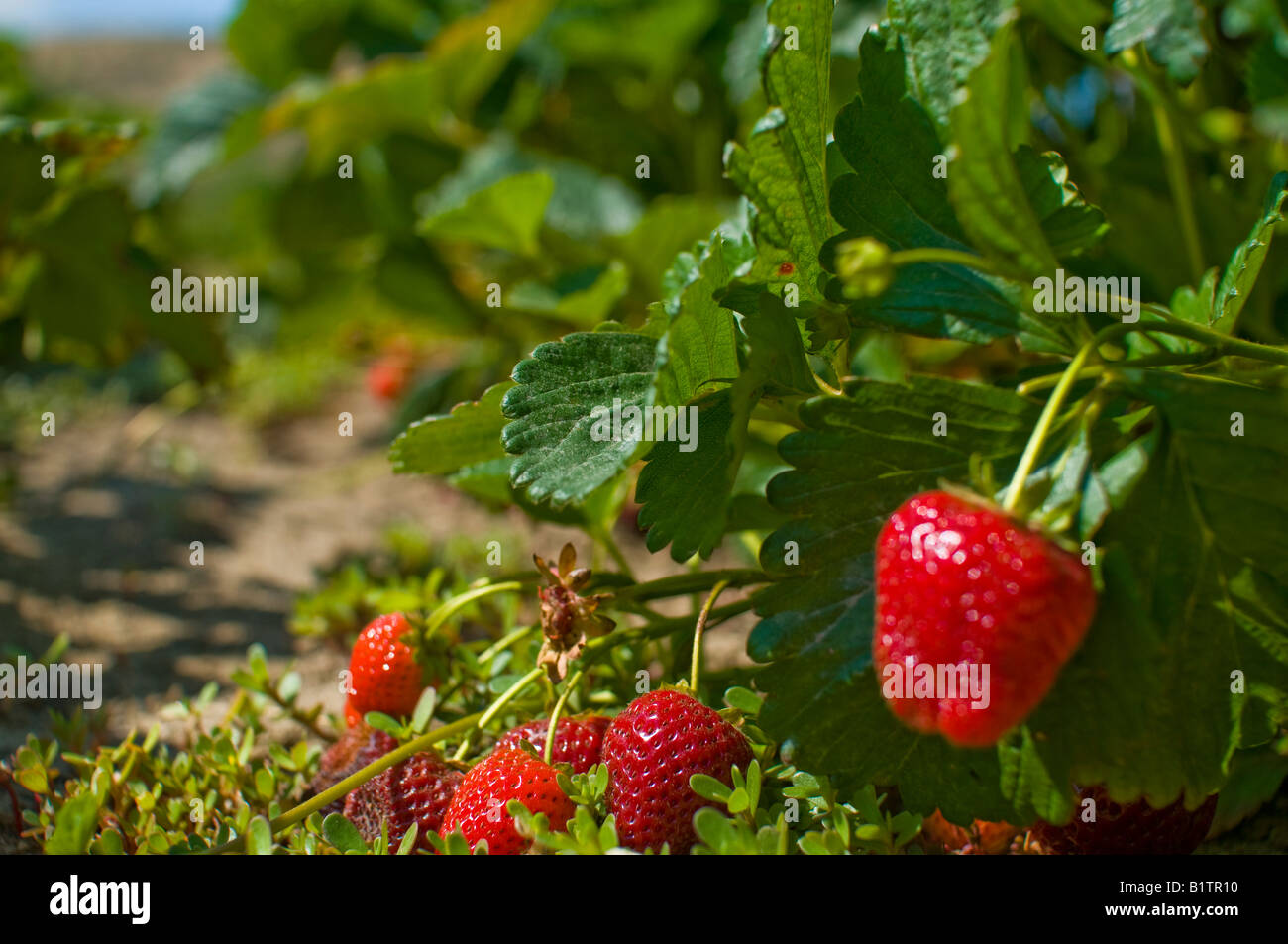 An organic strawberry farm Stock Photo Alamy