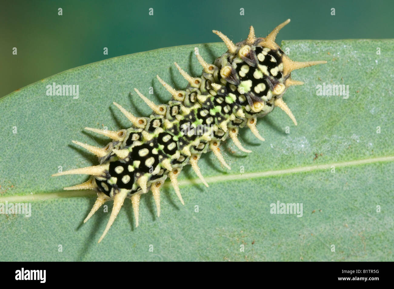 Australian cup moth larva Stock Photo