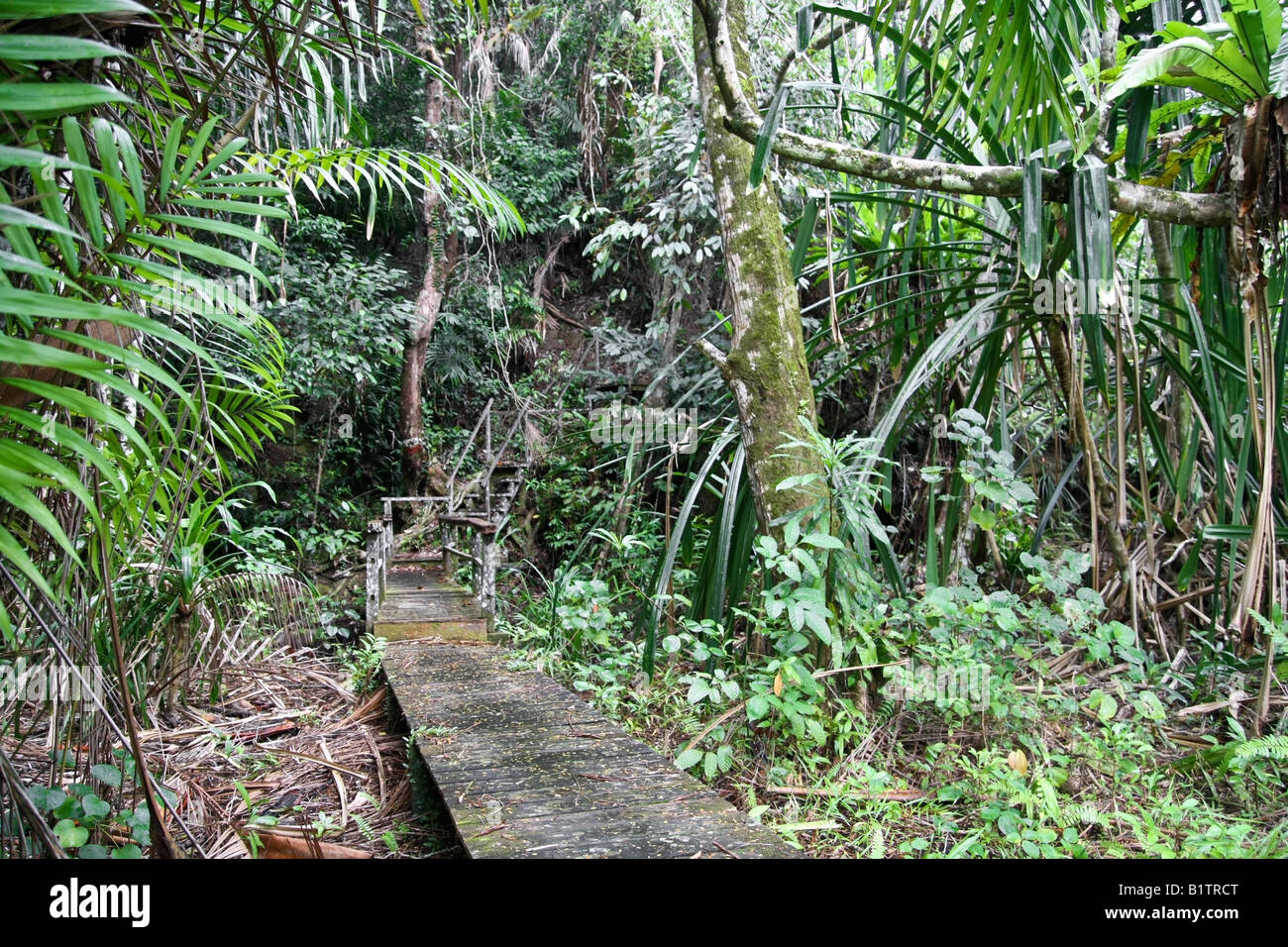 jungle in sarawak Stock Photo