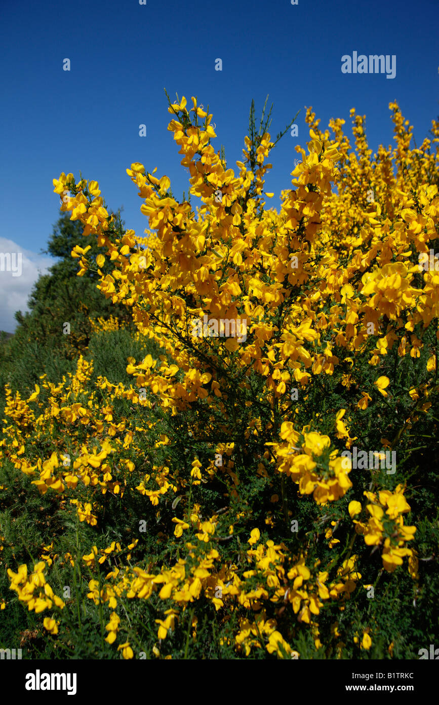 Broom Sarothamnus scoparius Scotland summer Stock Photo