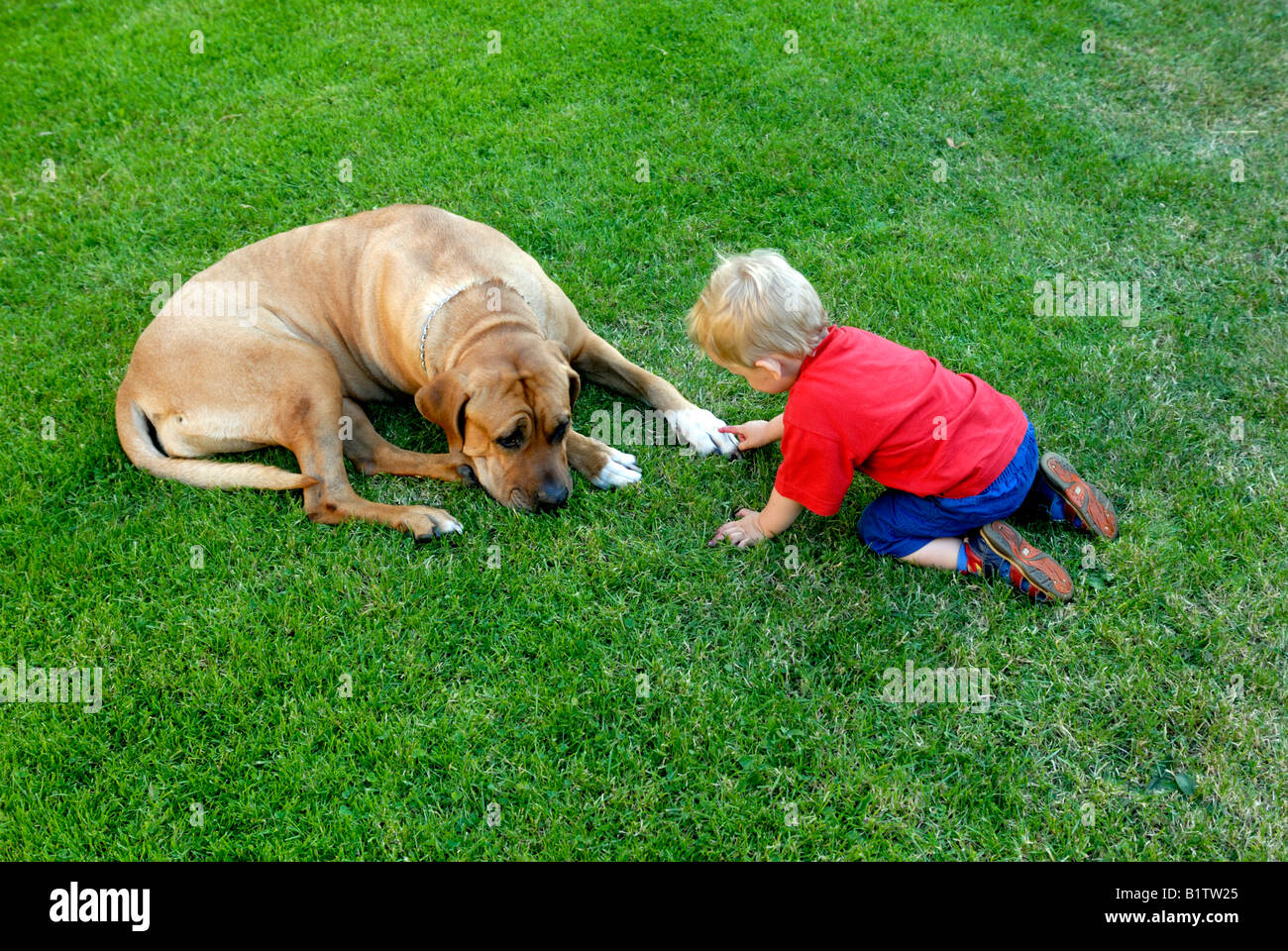 Boy playing with japan dog Tosa Inu green grass garden Stock Photo