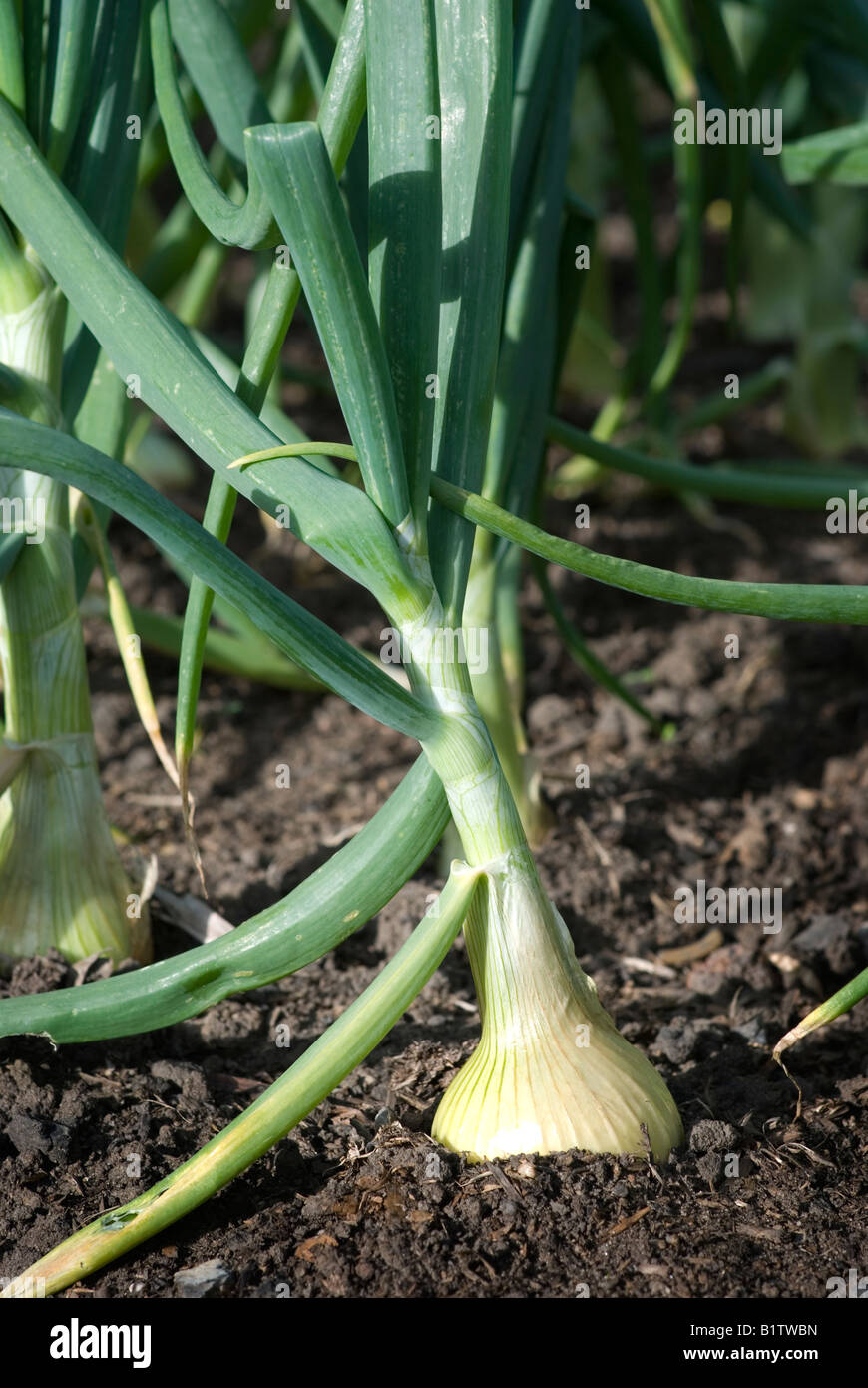 onion growing in an onion bed Stock Photo Alamy