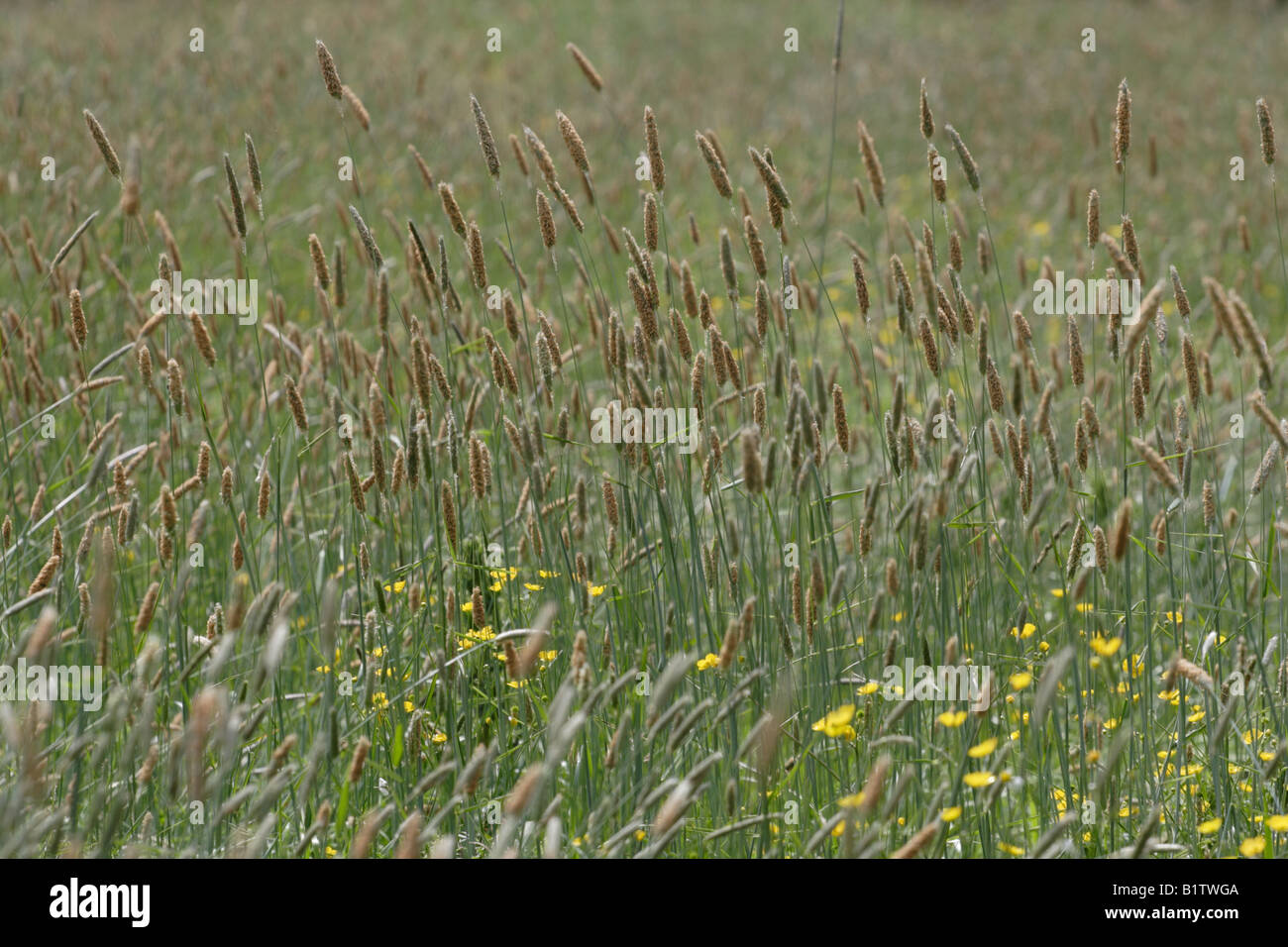 Meadowland scene of long grass and Buttercups. Stock Photo