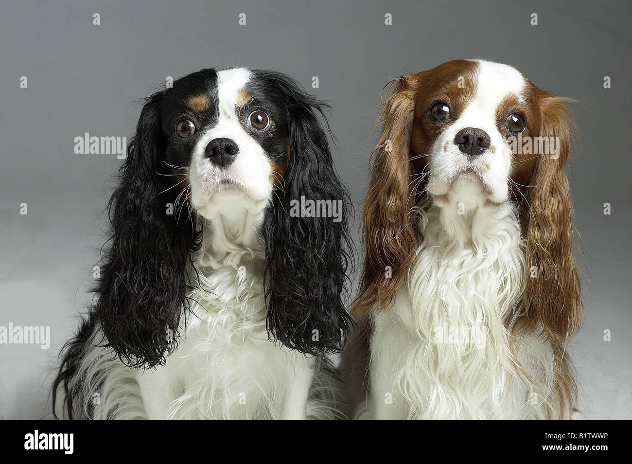 King Charles 3 Couleurs Cavalier king charles spaniels hi-res stock photography and images - Alamy